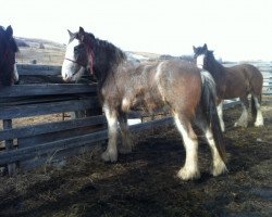 horse Bebe's Mr Jock Mason (Clydesdale, 2011, from Cranbrook's Mr. Jock)