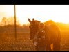 jumper Iberio's Lady (Hanoverian, 2008, from Iberio)