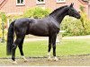 stallion Fantastic Man (Oldenburg, 2010, from Fontane)