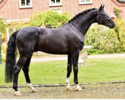 stallion Fantastic Man (Oldenburg, 2010, from Fontane)