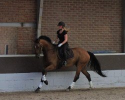 jumper Eloyce (Hanoverian, 2010, from Edward 28)