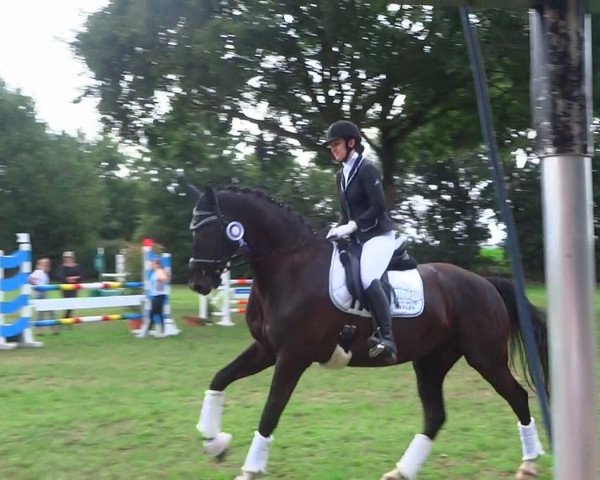 dressage horse Zaphino (Oldenburg, 2011, from Zack)