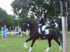 dressage horse Zaphino (Oldenburg, 2011, from Zack)