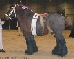 stallion Michel van de Kapelhoeve (Dutch Heavy Draft, 2000, from Star van 't Bloemenhof)