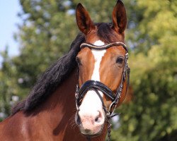 dressage horse Puppe 128 (Oldenburg, 2012, from Prominenz)