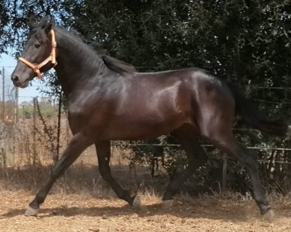 Pferd CAFELITO (Warlander, 2016)