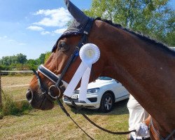 jumper Quarto Daltino (Hanoverian, 2011, from FRH Quaid)