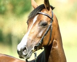 broodmare Novice (Holsteiner, 1998, from Contender)