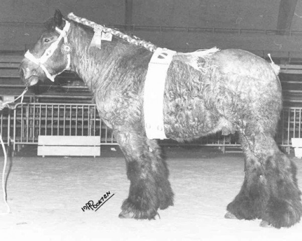 stallion Darko van den Oudenbos (Brabant/Belgian draft horse, 1992, from Bloc van Oombergen)