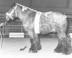 stallion Darko van den Oudenbos (Brabant/Belgian draft horse, 1992, from Bloc van Oombergen)