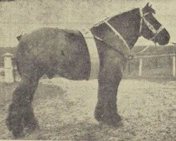 horse Frits van Reigershoeve (Dutch Heavy Draft, 1954, from Quarré)