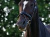 dressage horse Donna Pluchina 2 (Westphalian, 2005, from Don Christobal)