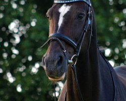 dressage horse Donna Pluchina 2 (Westphalian, 2005, from Don Christobal)