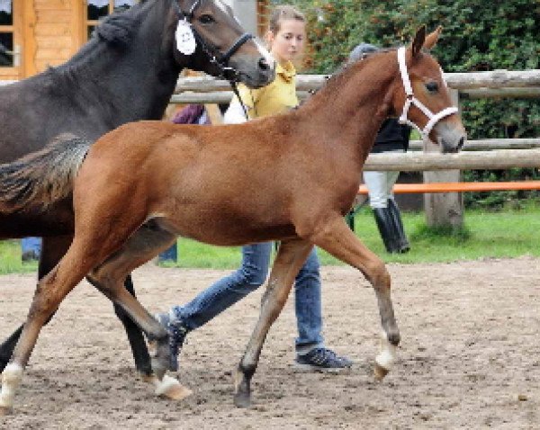 jumper McBeck (German Riding Pony, 2010, from Steendieks Mc Laren)