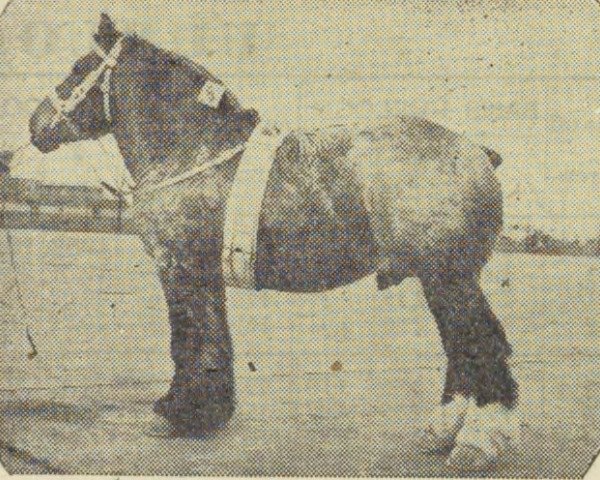 stallion Costaud van Soesterhof (Dutch Heavy Draft, 1954, from Costaud de Marche)