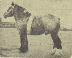 Deckhengst Costaud van Soesterhof (Niederländisches Kaltblut, 1954, von Costaud de Marche)