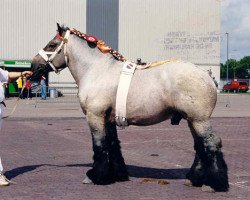 stallion Emir van Waardzicht (Dutch Heavy Draft,  , from Udo v.d. Houwenberg)