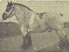 stallion Carlo van Aardenhof (Dutch Heavy Draft, 1954, from Costaud van Soesterhof)