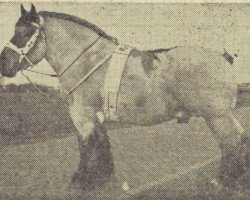 stallion Carlo van Aardenhof (Dutch Heavy Draft, 1954, from Costaud van Soesterhof)