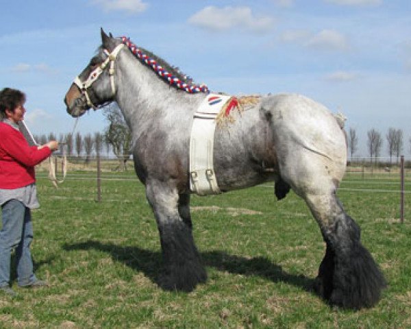 stallion Iwan van Aardenhof (Dutch Heavy Draft, 1995, from Udo v.d. Houwenberg)