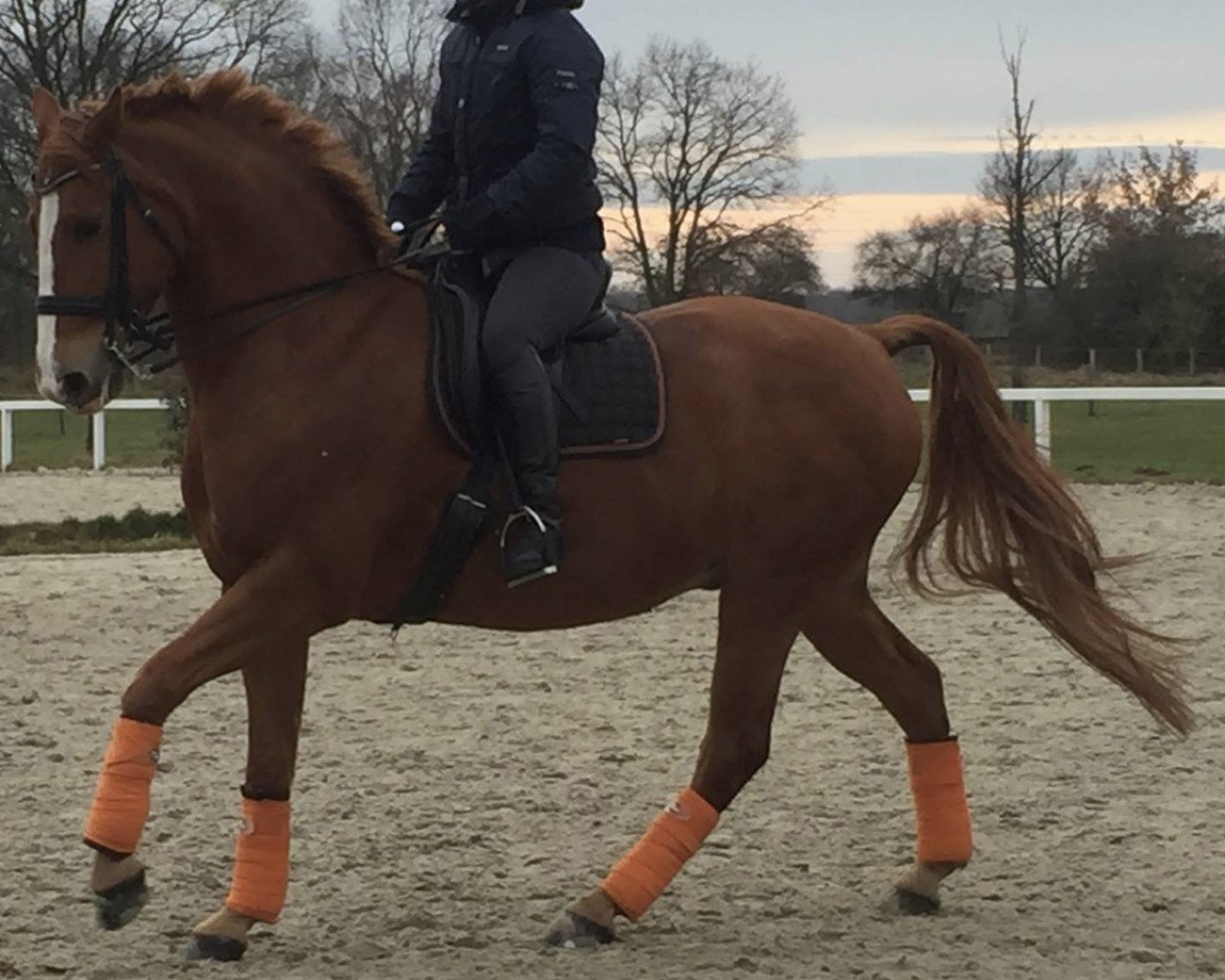 dressage horse Life Licence (Hanoverian, 2007, from Locksley II)