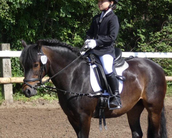 Zuchtstute Beauty 646 (Dartmoor-Pony, 2006, von Micklehill Montgomery)