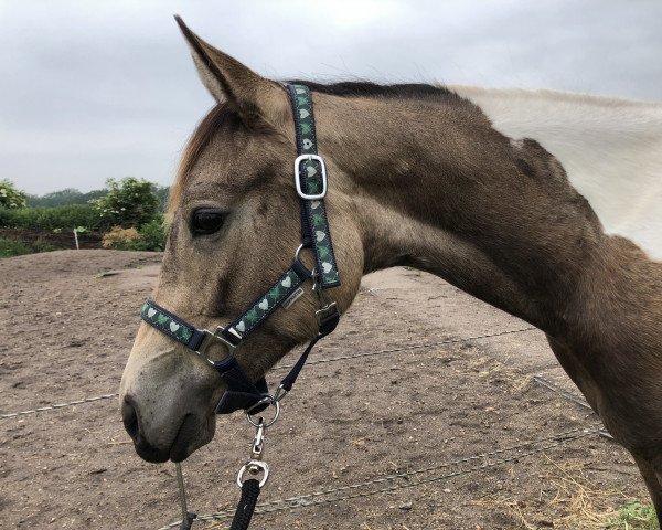 Pferd Litchi Chinesis (Paint Horse, 2018, von Magic On Ice)