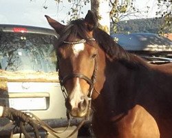 broodmare Mary Lou (German Riding Pony,  , from Dirty Dancer)