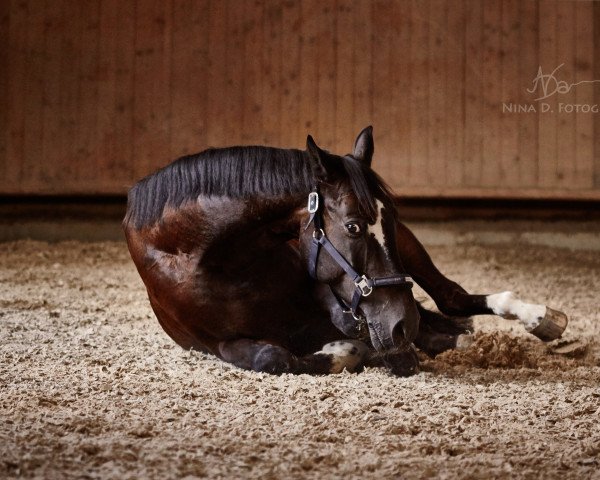 jumper Sinclair H (Hanoverian, 2010, from Sir Calypso)