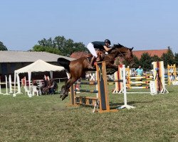 jumper Palatyn (Polish Warmblood, 2006, from Mar Bej)