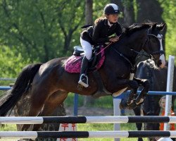 broodmare Fantastic 44 (German Sport Horse, 2013, from Feuerbrand)