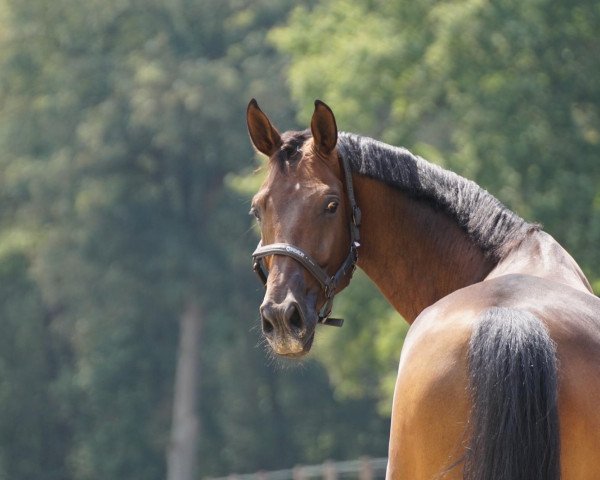 dressage horse Favorite Dream (Hanoverian, 2012, from Fürst Romancier)