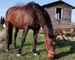 horse Fibonato (Saxony-Anhaltiner, 2001, from Feuersturm)