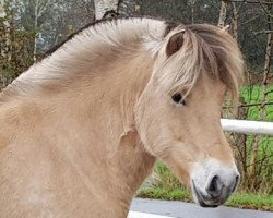 Pferd Klosterhof's Pepper (Fjordpferd, 2013, von Pirke)