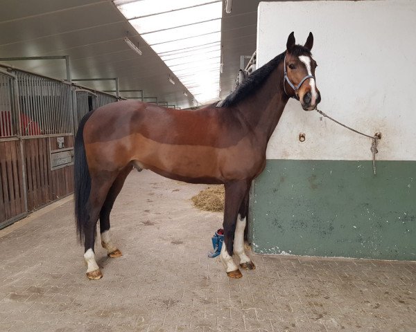 dressage horse Samico (Hanoverian, 2013, from Spörcken)