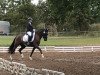 dressage horse No Limit 75 (German Riding Pony, 2014, from Fs Numero Uno)