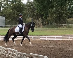 dressage horse No Limit 75 (German Riding Pony, 2014, from Fs Numero Uno)