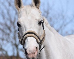 dressage horse World Light 3 (Hanoverian, 2002, from Worldly I)