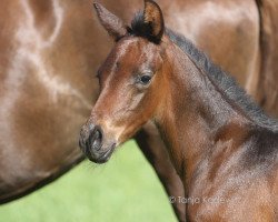 dressage horse Delicious Dreamer B (Rhinelander, 2019, from Don Romanov)