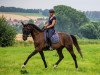 dressage horse Solero 100 (German Sport Horse, 2015, from San Florestano)