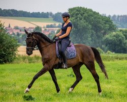 dressage horse Solero 100 (German Sport Horse, 2015, from San Florestano)