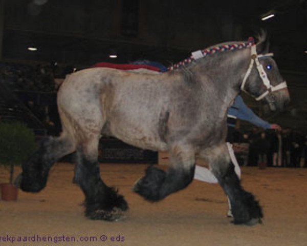 Deckhengst Tonic van 't Bloemenhof (Belgisches Warmblut, 1993, von Dorus d'Opbrakel)