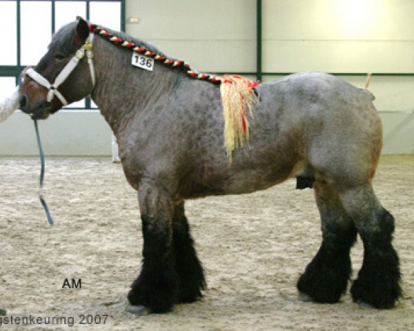 stallion Hardi van Pamel (Brabant/Belgian draft horse, 2001, from Jim van Niesenhof)