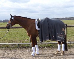 dressage horse Blueberry 26 (Hanoverian, 2011, from Brentano II)