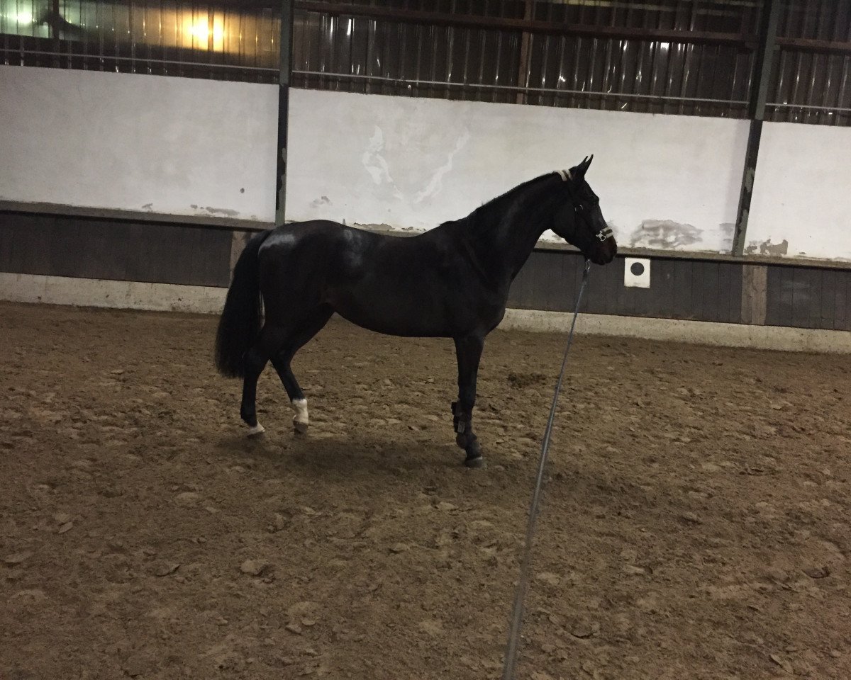 Springpferd Caaligula R (Hannoveraner, 2015, von Cornet Obolensky)
