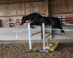 broodmare Ribelle (German Sport Horse, 2015, from Birkhof's Zalando OLD)