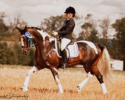 dressage horse Solero Mio (German Warmblood, 2005, from Semper)