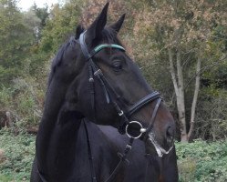 jumper Lantol 3 (Oldenburg show jumper, 2011, from Lasirko)