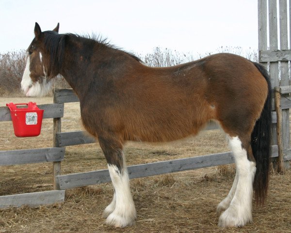 Zuchtstute Borderview Buffy Dawn (Clydesdale, 1994, von Borderview Dennis)