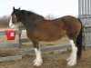 Zuchtstute Borderview Buffy Dawn (Clydesdale, 1994, von Borderview Dennis)